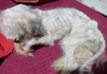 Cachorro com maus tratos foi descartado por mulheres