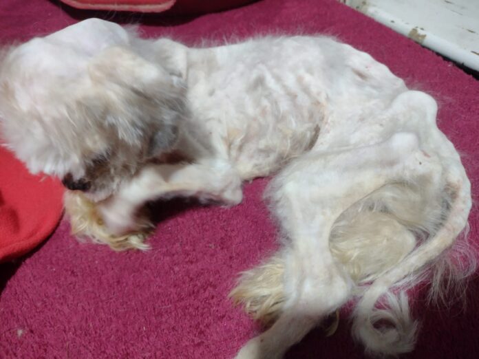 WhatsApp Image 2024-04-25 at 11.41.54