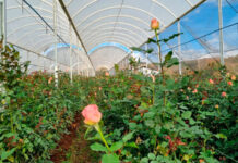 Editorial: Nem só de batata vive Vargem