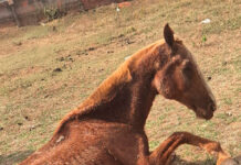 GCM resgata cavalo agonizando