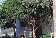 Cachorro ficou amarrado por mais de 12 horas