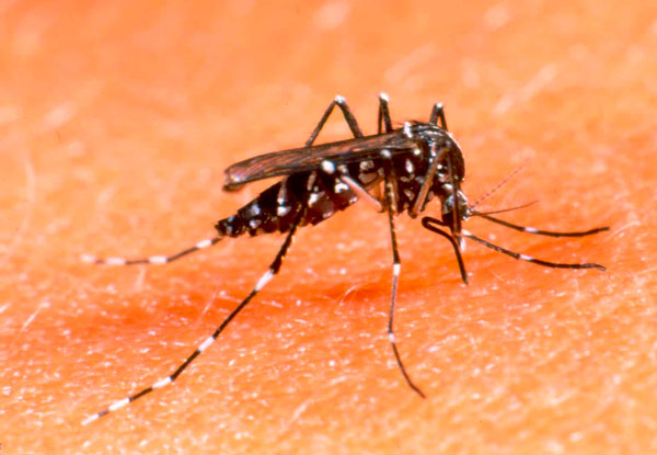 mosquito_dengue10