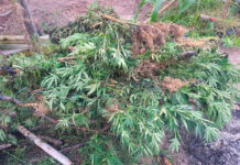 Polícia desmantela cultivo de maconha em Águas da Prata