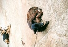 Aumento de maus-tratos de animais preocupa AAMA