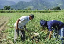 Cerca de 500 produtores em Vargem podem ser beneficiados com o Plano Safra 25/26
