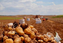 Safra da batata deve terminar em outubro