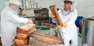 Dia Nacional da Abelha traz alerta sobre futuro da espécie