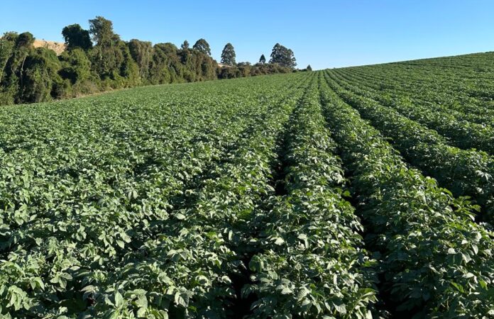 Safra 2025 da batata está chegando ao fim na região de Vargem