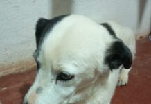 AAMA pede doação para bazares