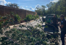 Árvore cai na estrada de Lagoa Branca
