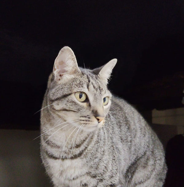 Momento-Pet--Kiara-(Solange)