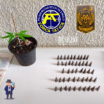 Força Tática apreende cocaína e um pé de maconha em Vargem