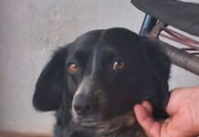 Coluna Momento Pet – Pandora