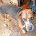 Feirão AAMA termina neste sábado