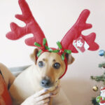 Coluna Momento Pet: Kira