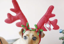 Coluna Momento Pet: Kira