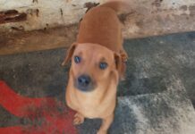 AAMA precisa de doações para bazar