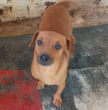 AAMA precisa de doações para bazar