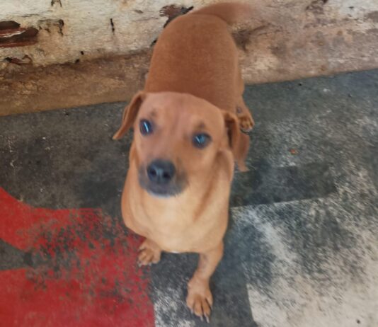 AAMA precisa de doações para bazar