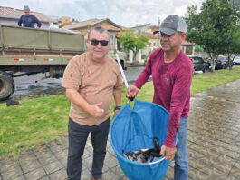 Lagos de São Sebastião da Grama recebem 500 kg de tilápias