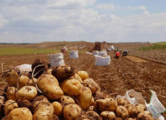 Batata de Vargem e região perto da indicação geográfica