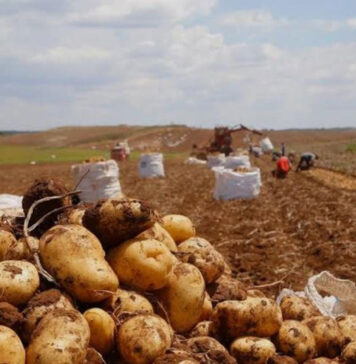 Batata de Vargem e região perto da indicação geográfica