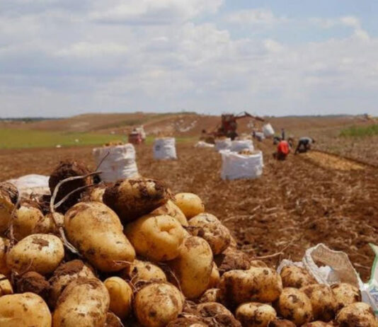 Batata de Vargem e região perto da indicação geográfica