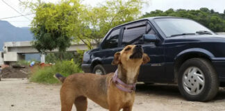 Governo de SP endurece punições para maus-tratos a animais e multas podem chegar a R$ 50 mil
