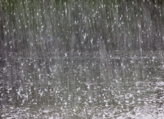 Chuva e vento derrubam árvores e deixam bairros sem luz
