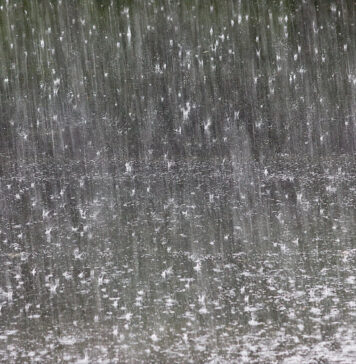 Chuva e vento derrubam árvores e deixam bairros sem luz