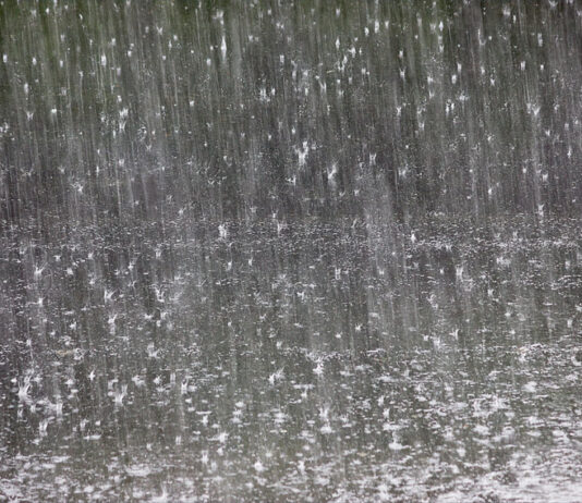 Chuva e vento derrubam árvores e deixam bairros sem luz