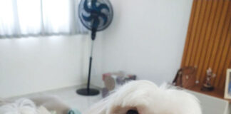 Coluna Momento Pet – Valentin