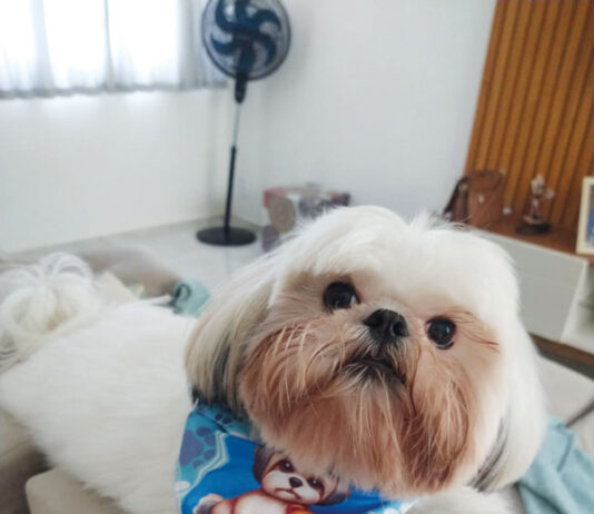 Coluna Momento Pet – Valentin