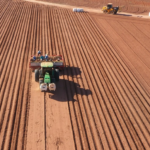Início da safra de batata animou produtores, mas preços caíram