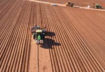 Início da safra de batata animou produtores, mas preços caíram