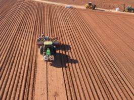 Início da safra de batata animou produtores, mas preços caíram