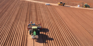 Início da safra de batata animou produtores, mas preços caíram