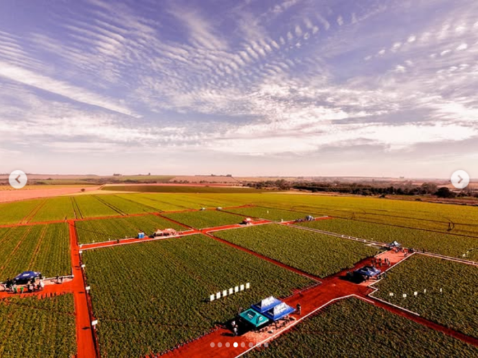 Dia-de-Campo-Batata-2026-(2)
