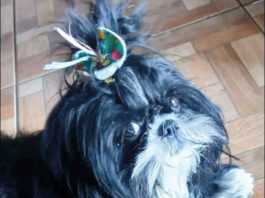 Coluna Momento Pet – Luluzinha