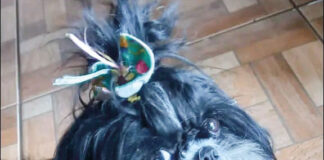 Coluna Momento Pet – Luluzinha