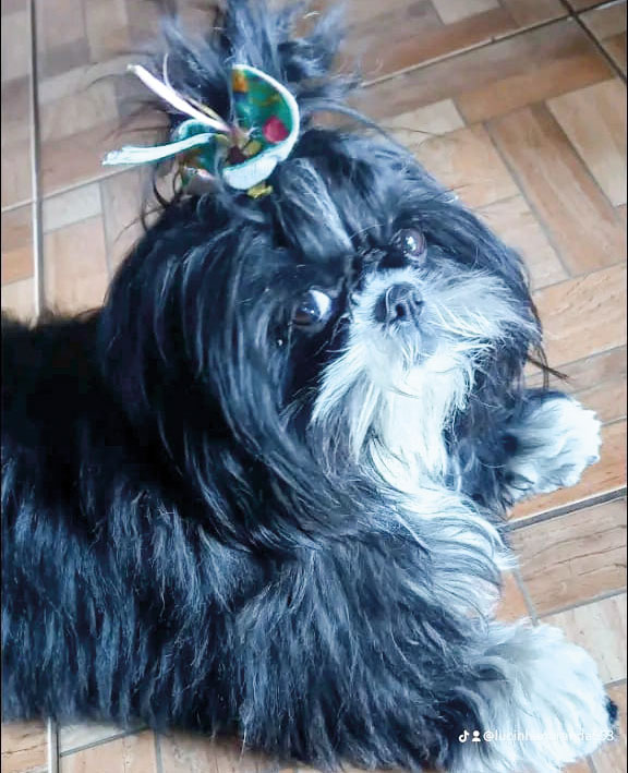 LULUZINHA