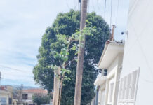 Moradores já estão cumprindo lei que obriga plantio de árvore