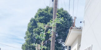 Moradores já estão cumprindo lei que obriga plantio de árvore
