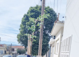 Moradores já estão cumprindo lei que obriga plantio de árvore
