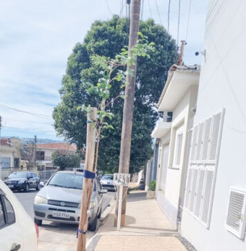 Moradores já estão cumprindo lei que obriga plantio de árvore