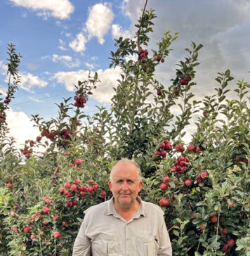Agricultor vargengrandense planta maçãs na Serra da Fartura