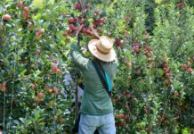Editorial: O agro que sustenta Vargem Grande do Sul