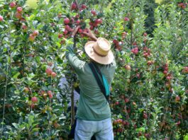 Editorial: O agro que sustenta Vargem Grande do Sul