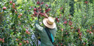 Editorial: O agro que sustenta Vargem Grande do Sul