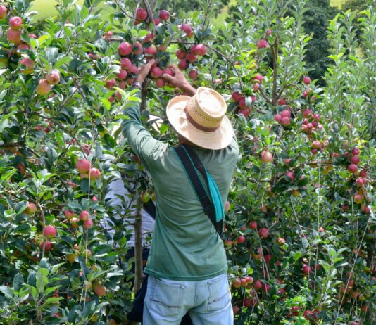 Editorial: O agro que sustenta Vargem Grande do Sul